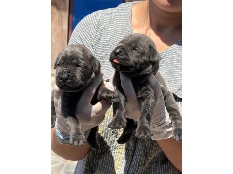 Cane corso yavru köpekler