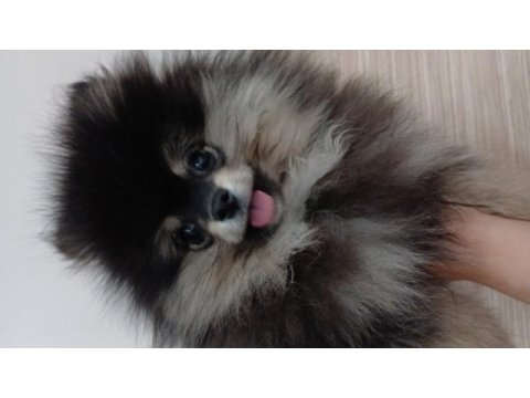 Black tan çok kaliteli pomeranian