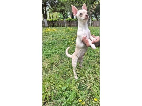 Pinscher 4 aylık