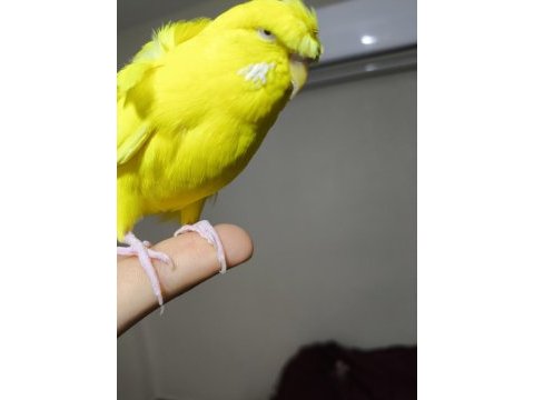 Acil sahiplendirilecek muhabbet kuşu