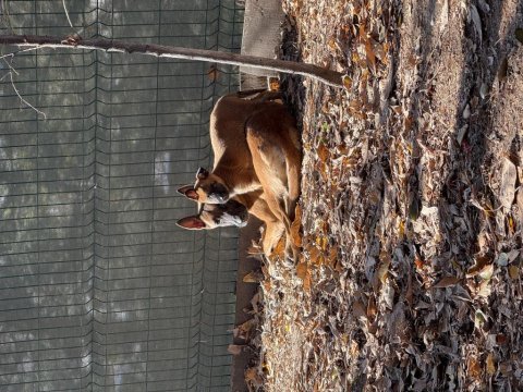 A kalite safkan dişi fcı-kıf anne baba malinois