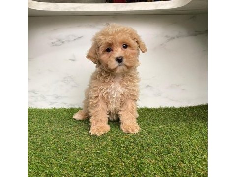 F2 maltipoo yavruları
