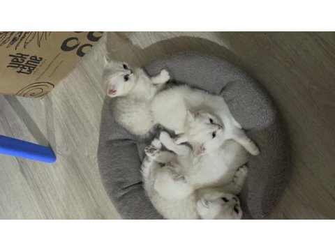 2 dişi ve 2 erkek ballı lokma yavru kediler