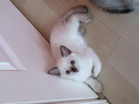 British shorthair erkek 2 aylık