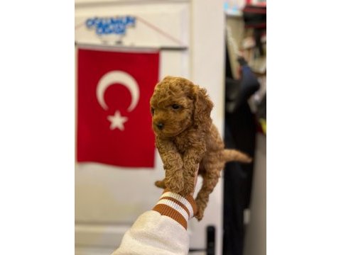 Toy poodle bebeğimiz