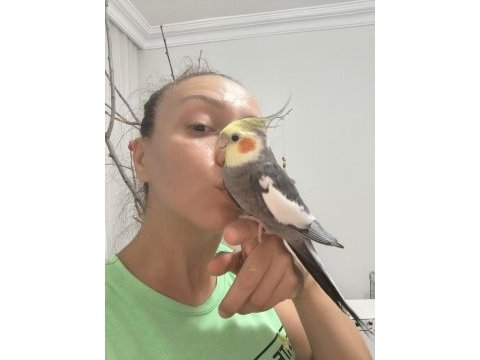 Safkan grey sultan papağanı erkek