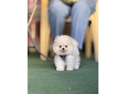 Pomeranian boo yavruları