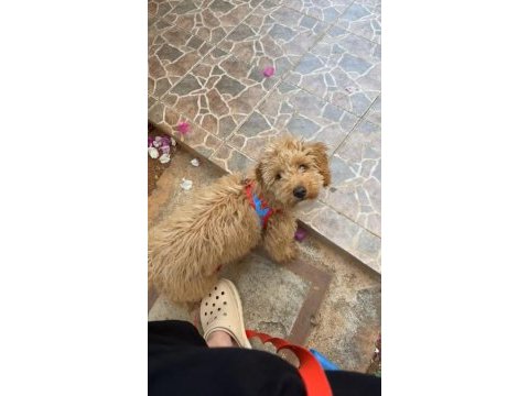 6 aylık toy poodle