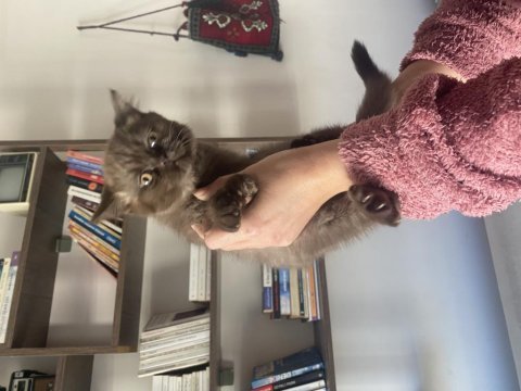 British shorthair ender renkli iki yavrumuz