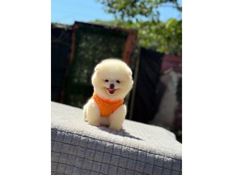 Sağlık ve ırk garantili pomeranian