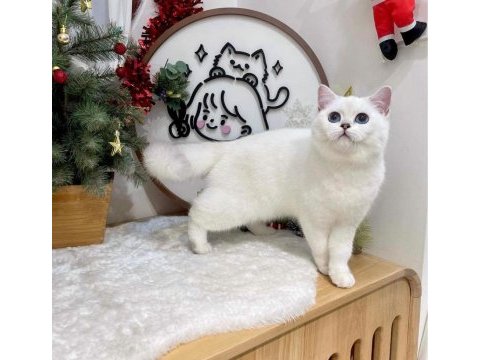 British shorthair dişi