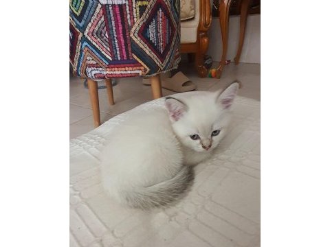 British shorthair yavrular