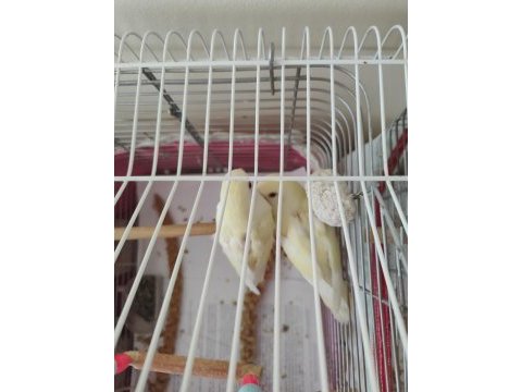 Kremino yavru sevda papağanları