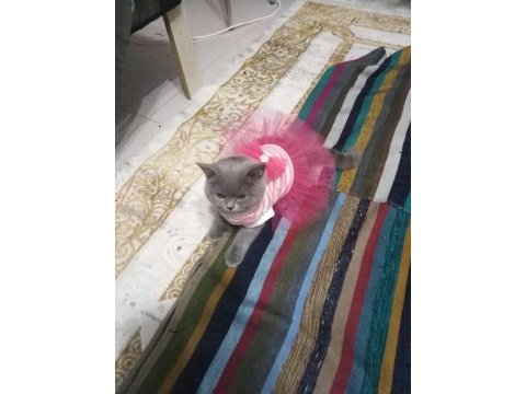 Förbi ev arıyor british shorthair