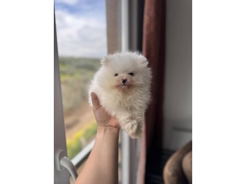 En saf haliyle pomeranian boo