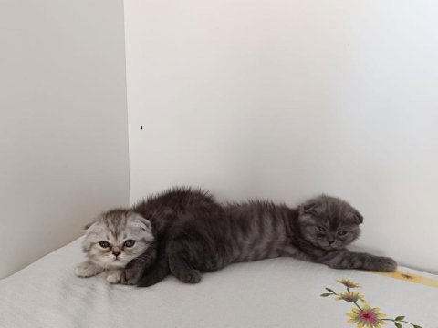 Biricik scottish fold kedimiz kendine yuva arıyor