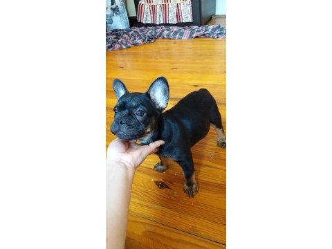 3 aylık black tan french bulldog