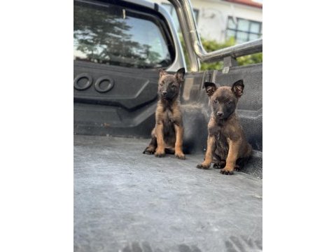 Hırs küpü belçika malinois yavrular
