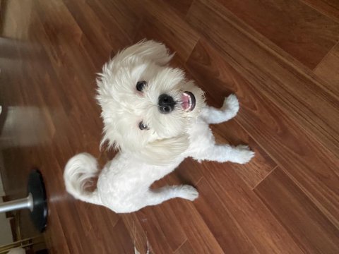 Dişi maltese terrier sahiplendirme