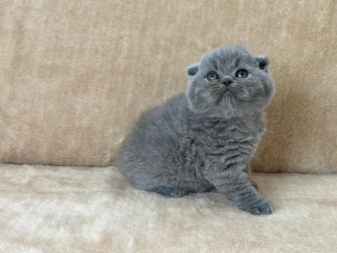 Eşsiz güzellikte scottish fold blue yavrum