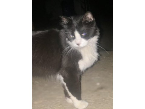 Kedimiz acil sahiplendirilmeli
