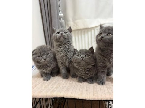 British shorthair ve scottish fold teslimi hazır yavrular