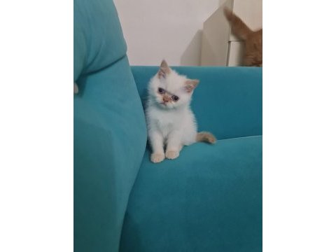 Dişi yavru exotic shorthair