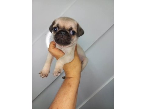 A kalite sıfır burun pug yavrumuz