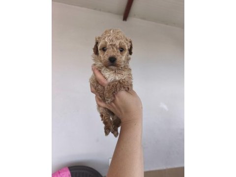 Maltipoo yavru köpekler