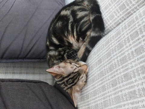 3 aylık kum ve mama eğitimli yavru kedimiz