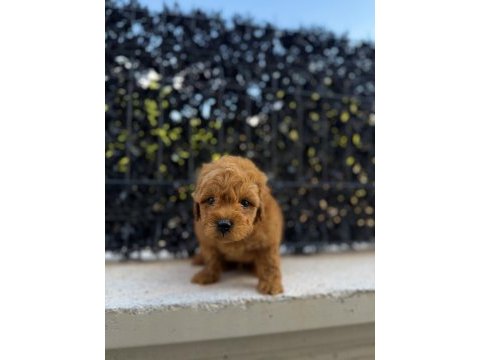 Red brown poodle yavrumu yeni yuvasına hazır
