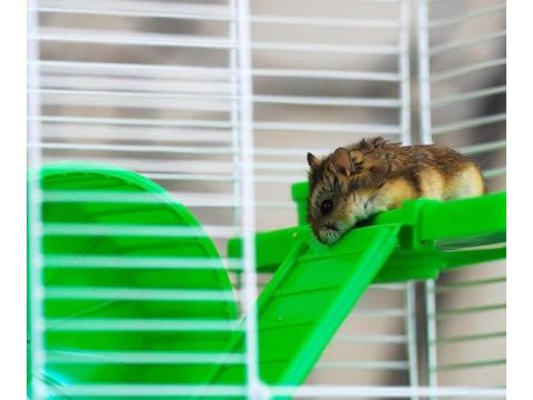 Uyguna hamster