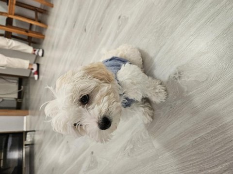 Dünya güzeli orjinal maltipoo yavrum