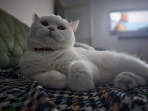 Beyaz tüylü mavi gözlü british shorthair