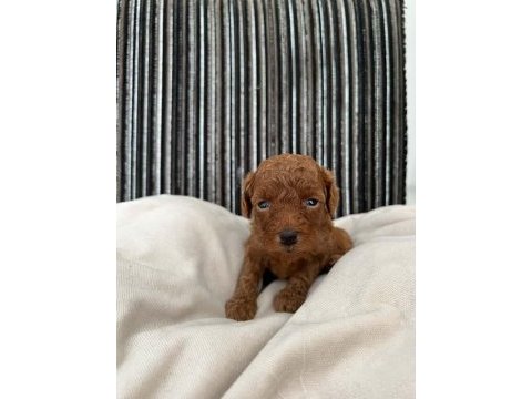 Saf kan toy poodle