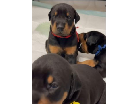 Hırslı doberman yavrular