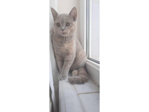 5 aylık british shorthair