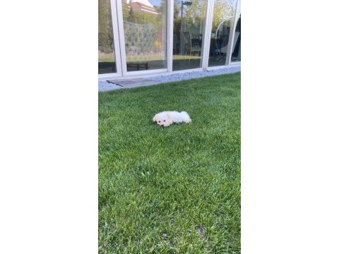 3 aylık aşıları tam karneli safkan 0 benden maltese