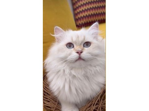 Yetişkin erkek safkan şecereli british longhair