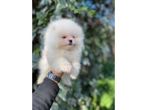 Ayı surat pomeranian beyaz yavrular