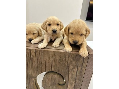 Golden retriever bebekler yeni yuvalarını arıyorlar