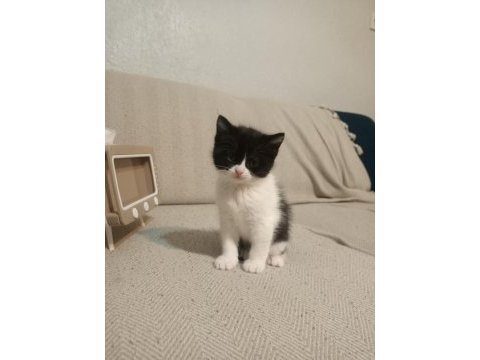 Anne british shorthair yavrulari