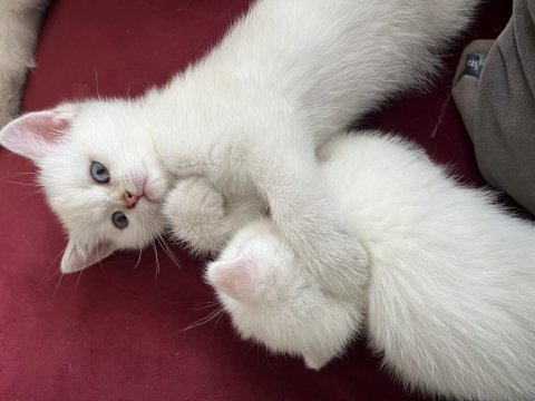 Safkan bebeklerim british shorthair