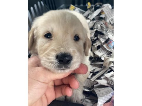 Baby face golden retriever bebekler
