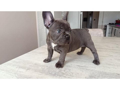 Blue french bulldog