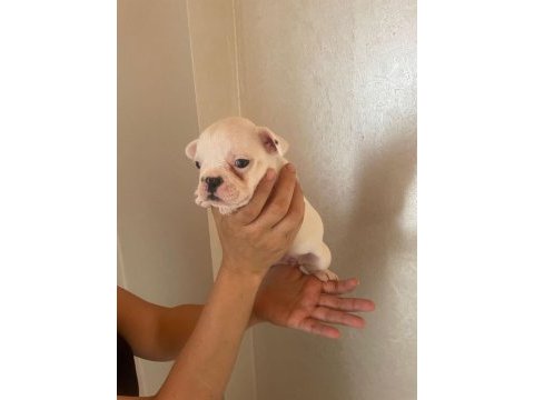 45 günlük french bulldog