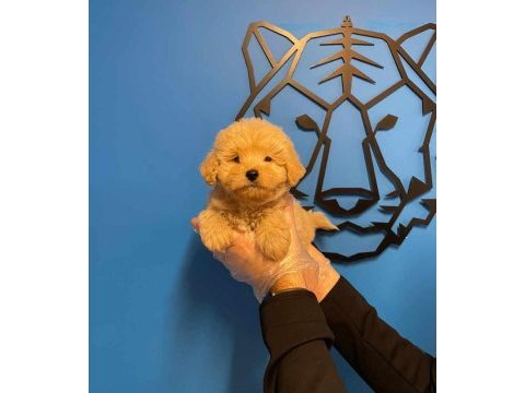 Baby face ırk garantili maltipoo yavrularımız
