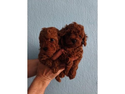 Erkek toy poodle 55 günlük