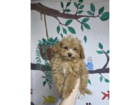 2 aylık maltipoo yavru