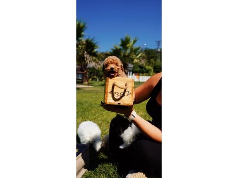 Red brown toy poodle yavrularımız üst kalite
